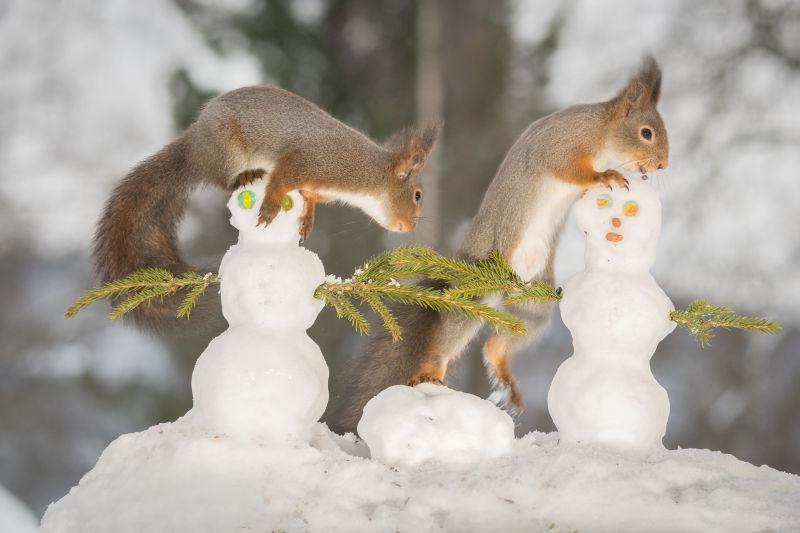 在雪地上堆雪人的两只小松鼠