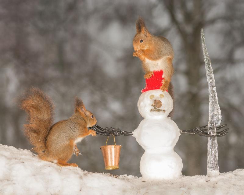 雪地上玩耍的红松鼠