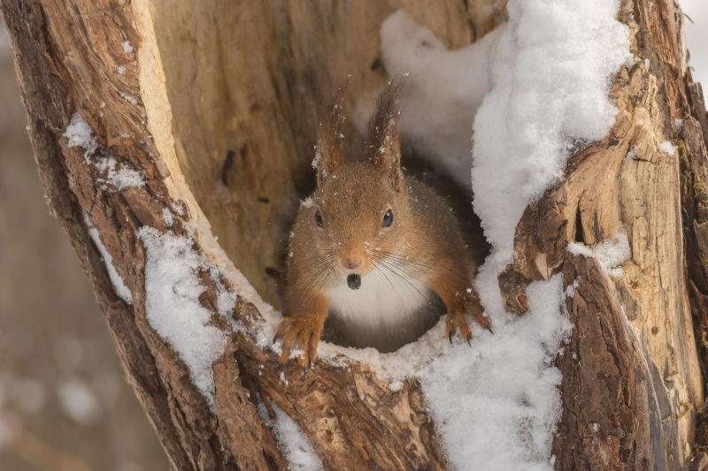 躲在树洞的可爱的小松鼠