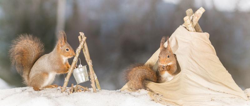 在冬天雪地上露营的两只小松鼠