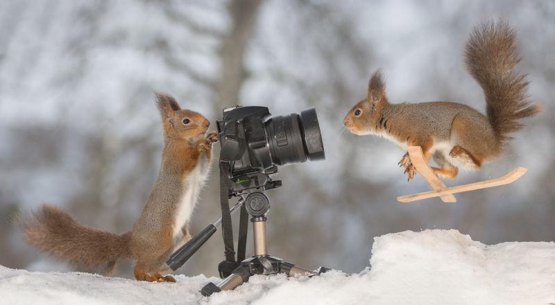 拍摄滑雪橇的两只松鼠