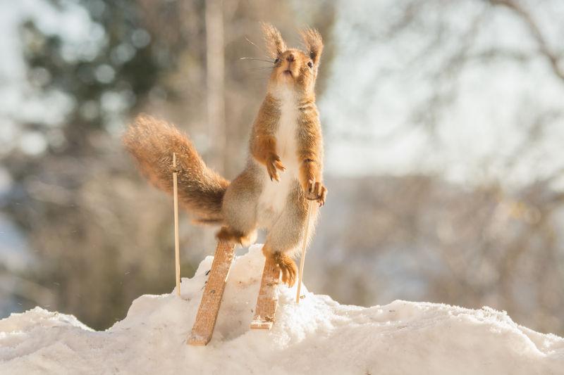 在雪地上使用雪橇的红松鼠