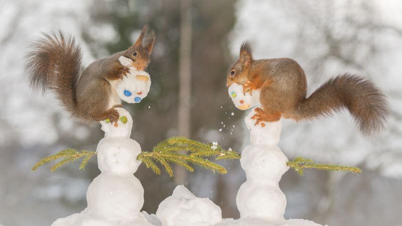 在冬季的雪地上堆雪人的两只小松鼠