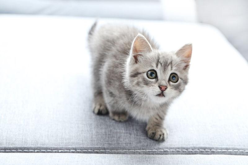灰色沙发上的可爱小猫咪