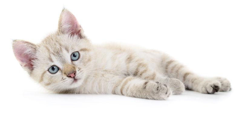 白色背景下的可爱条纹小猫