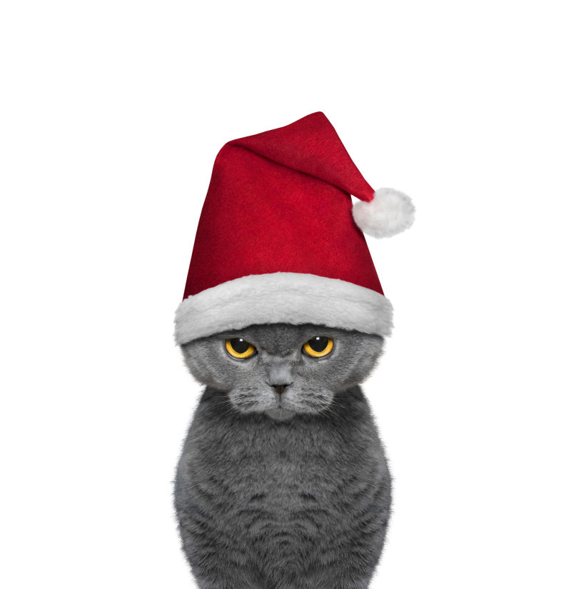 白色背景下带着圣诞帽的灰猫