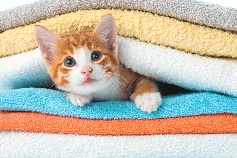 在几条干净毛巾间夹着的小猫
