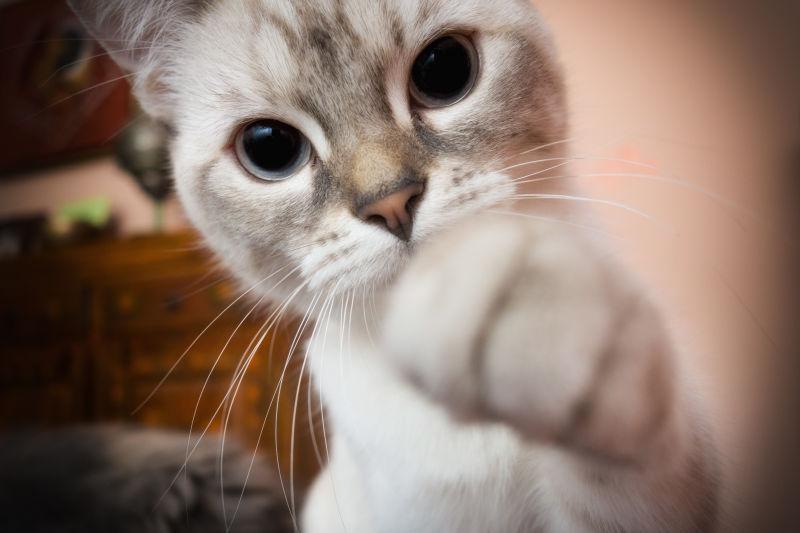 举着爪子的可爱小猫