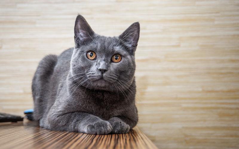 在桌子上趴着的可爱灰猫