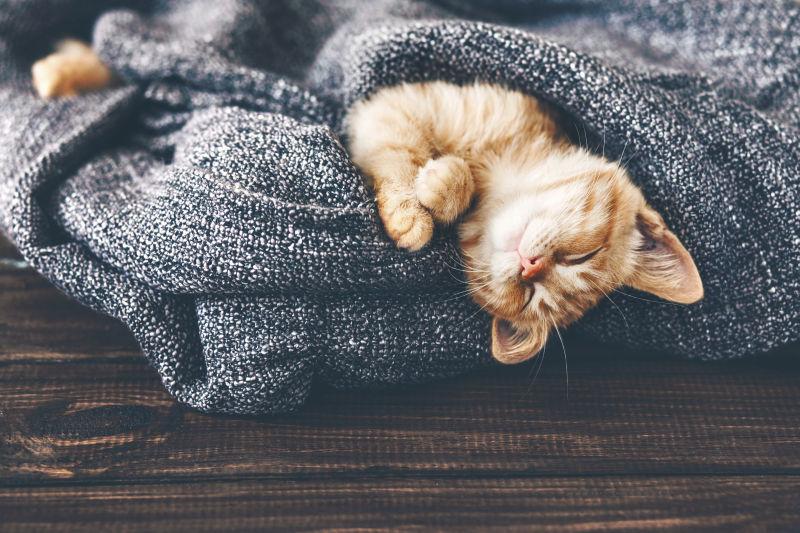 在毯子里睡觉的可爱猫咪