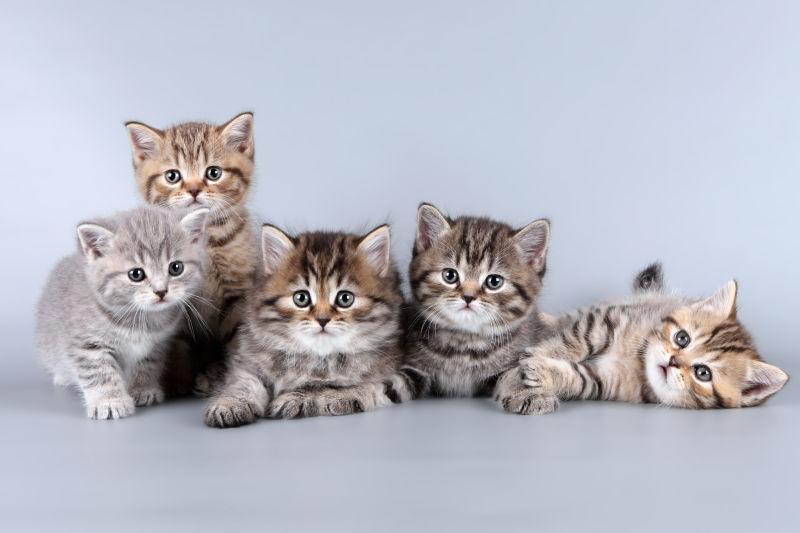 灰色背景下的五只可爱的小猫