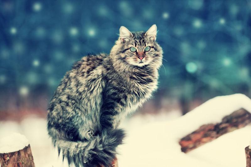 冬天雪地里的西伯利亚长毛猫