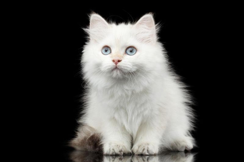 黑色背景下的可爱白色猫咪