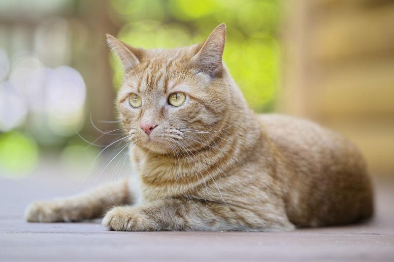 在户外趴着的可爱的雄性橙斑猫