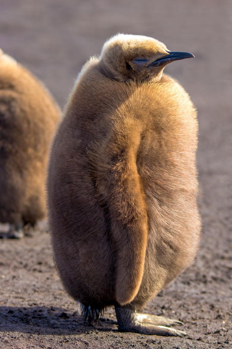 可爱的毛绒绒的企鹅