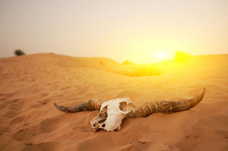 炎热的沙漠中的动物头骨