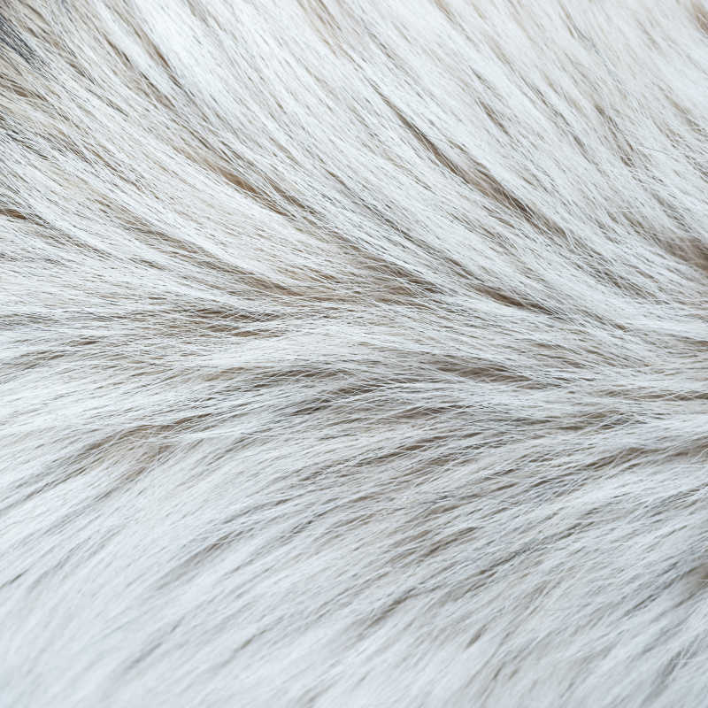 白色的狗毛