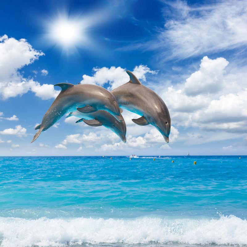 两只跳出海面的海豚