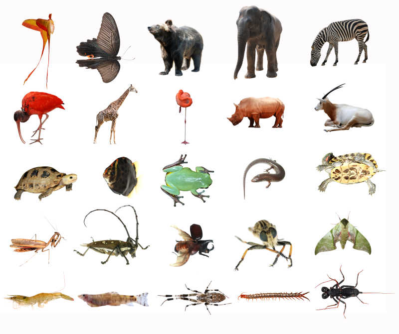 白色背景上的各种动物昆虫
