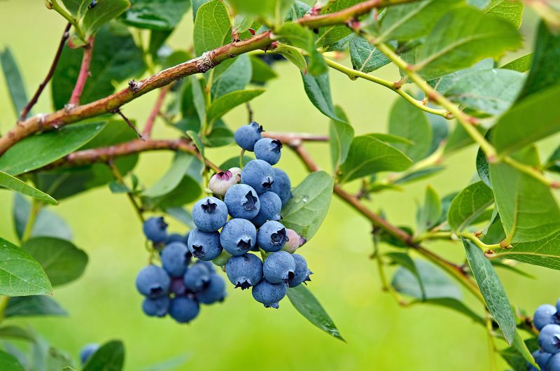 树枝上的新鲜蓝莓
