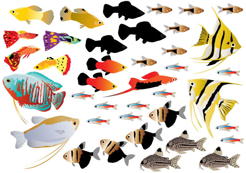 不同种类的热带鱼矢量插画