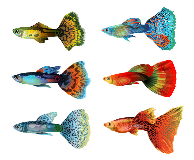 彩色的热带鱼矢量插画